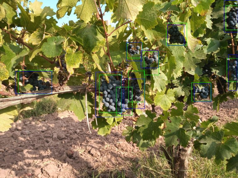 En Mendoza ya se aplica la inteligencia artificial en la cosecha de la vid