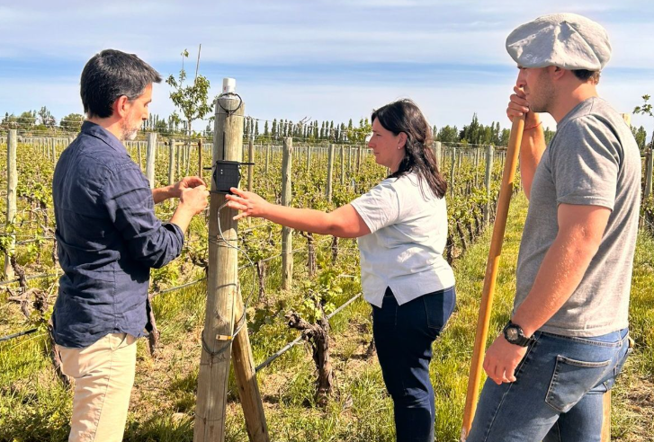 Tecnología mendocina prueba sensores inteligentes para optimizar viñedos y prevenir heladas
